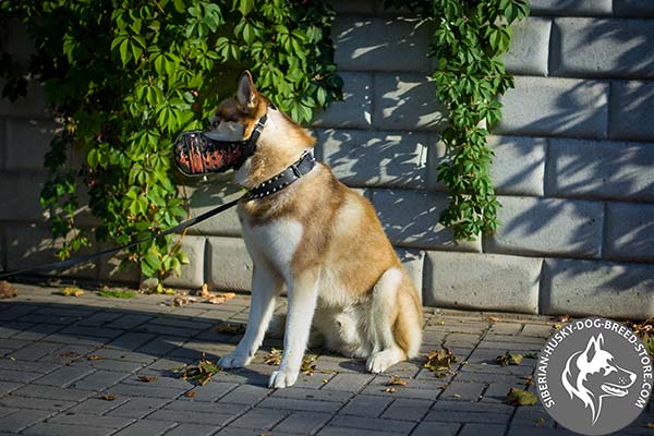 Siberian Husky black leather collar with rust-free spikes for professional use