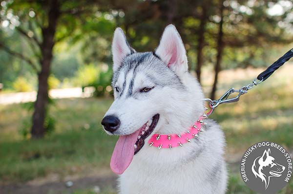 Siberian Husky pink leather collar with non-corrosive fittings for professional use