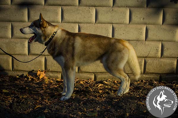 Siberian Husky black leather collar of classic design with d-ring for leash attachment for professional use