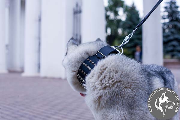 Siberian Husky black leather collar of classic design with traditional buckle for walking in style