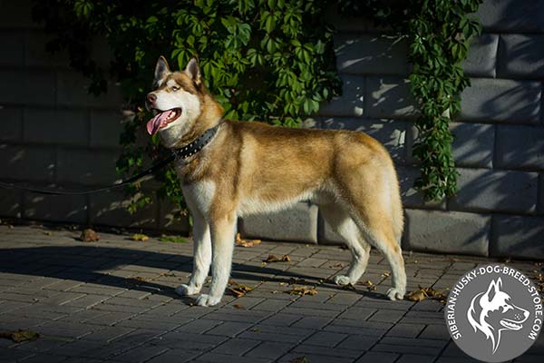 Siberian Husky black leather collar of lightweight material with traditional buckle for basic training