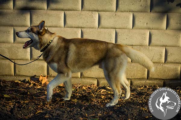 Siberian Husky black leather collar with rust-free studs for professional use