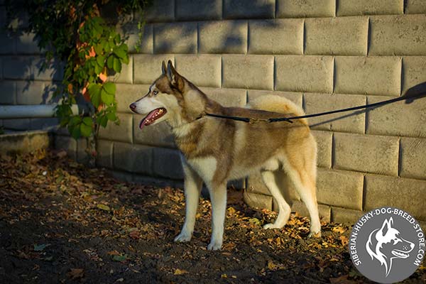 Siberian Husky black leather collar with rust-resistant hardware for walking