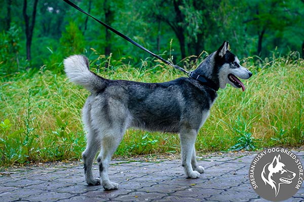 Siberian Husky black leather collar with non-corrosive hardware for improved control