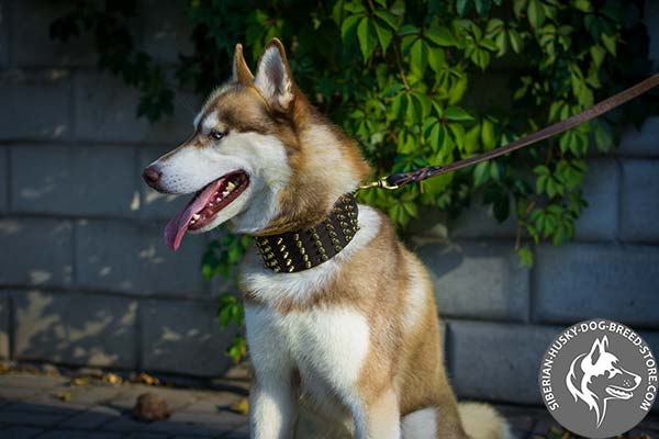 Siberian Husky brown leather collar with rust-resistant spikes for quality control