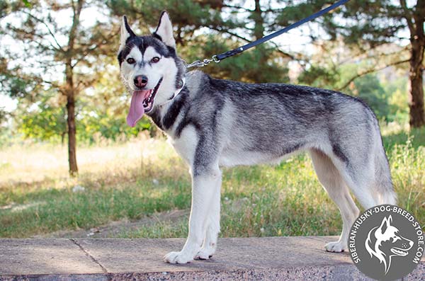 Siberian Husky white leather collar with rust-resistant studs for better comfort