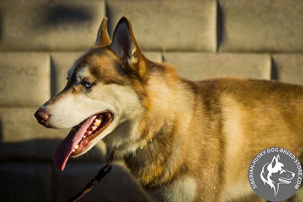 Siberian Husky brown leather collar of lightweight material with spikes for walking