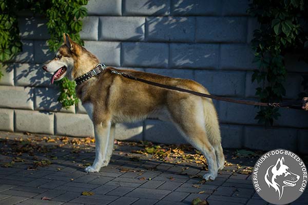 Siberian Husky black leather collar of genuine materials with traditional buckle for professional use