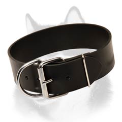 Siberian Husky leather dog collar with massive steel  fittings