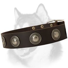 Siberian Husky leather dog collar with silver conchos