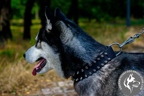Siberian Husky nylon collar of high quality with d-ring for leash attachment for quality control