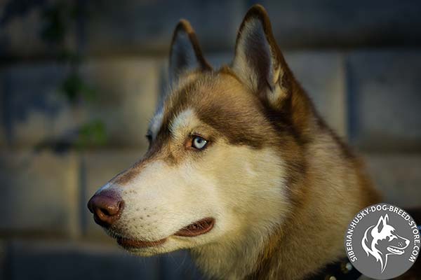 Siberian Husky nylon collar with strong fittings for daily walks