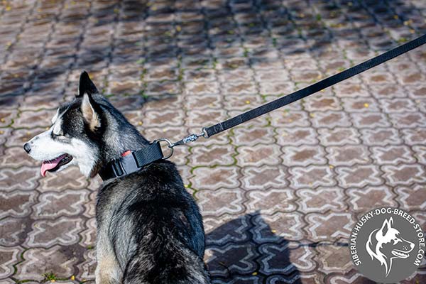 Siberian Husky nylon collar with rust-free fittings for professional use