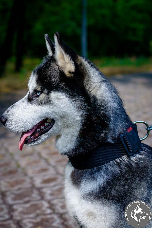 Siberian Husky nylon collar with rust-free fittings for daily walks