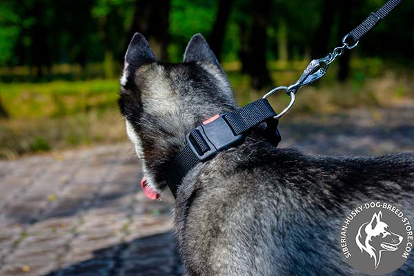 Siberian Husky nylon collar with corrosion resistant hardware for professional use