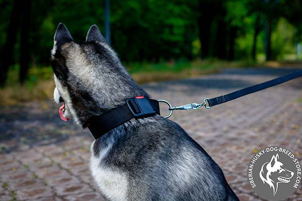 Siberian Husky nylon collar of classic design with d-ring for leash attachment for any activity