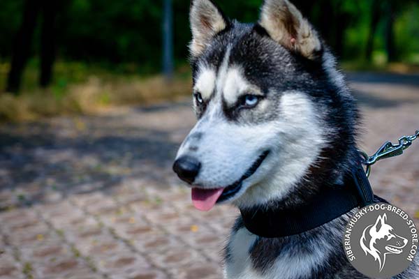 Siberian Husky nylon collar of lightweight material with d-ring for leash attachment for basic training