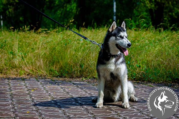 Siberian Husky nylon collar with rust-resistant spikes for perfect control