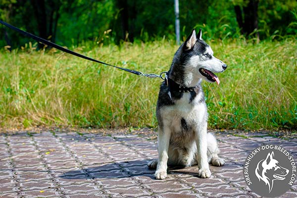 Siberian Husky nylon collar with rust-resistant spikes for professional use