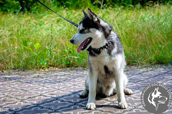 Siberian Husky nylon collar of classic design with traditional buckle for basic training