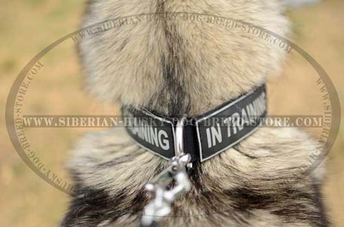 Siberian Husky nylon dog collar with removable patches