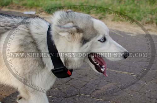 Siberian Husky breed nylon dog collar with quick release buckle