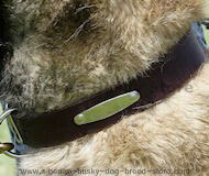 Excellent Id Name Tag Leather Husky Collar