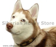 Leather Dog Collar for Siberian Husky