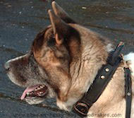 Agitation Leather Collar with Handle for Siberian Husky