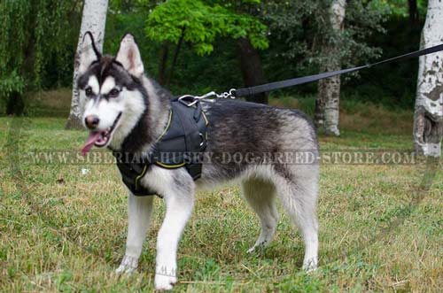 Weather-proof nylon dog harness for Siberian Husky breed