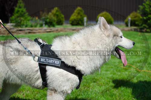 Nylon dog harness for Siberian Husky with removable patches