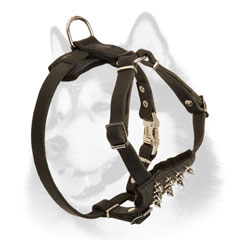 Spiked leather dog harness for Siberian Husky puppy