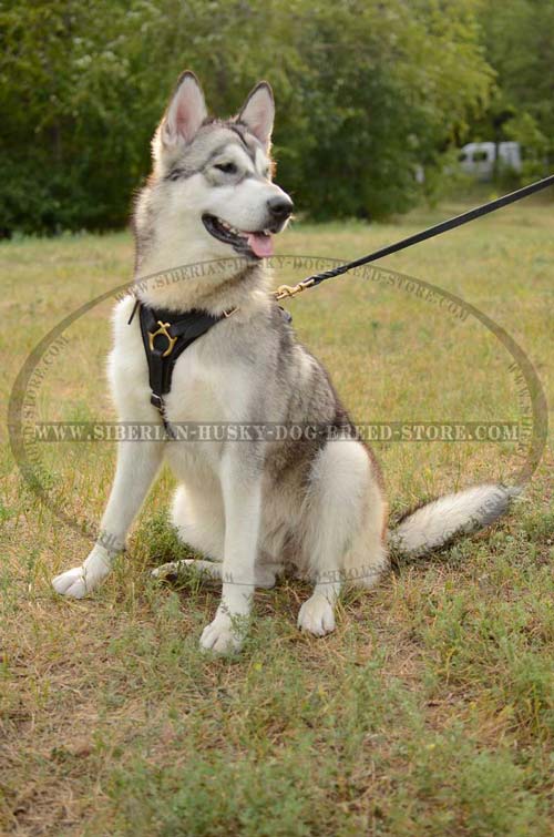 Husky leather dog harness for extra comfort