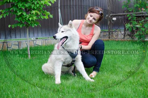 Leather Husky harness with padded chest plate