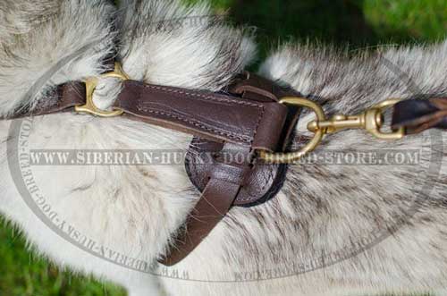 Leather dog harness for Husky with D-ring on back plate