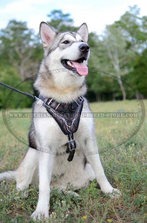 Leather dog harness with painting