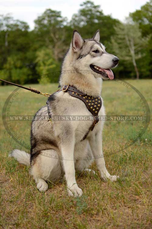 Leather dog harness with studded chest plate
