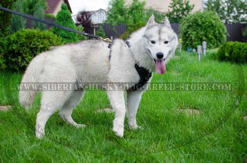 Leather harness for Siberian Husky extremely comfortable