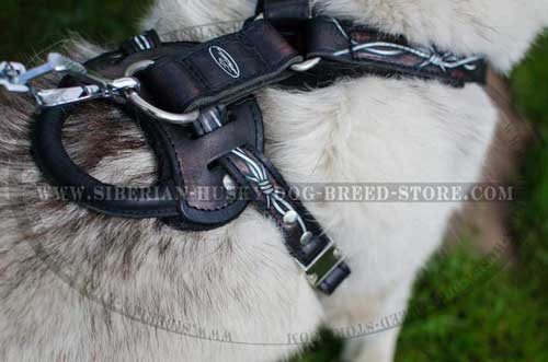 Nickel plated steel fittings of leather Siberian Husky harness