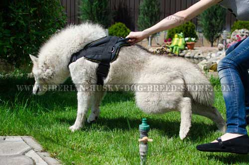 Nylon dog harness for Husky training