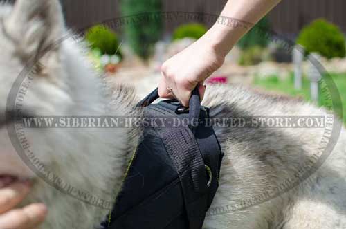 Nylon dog harness for Husky with handle