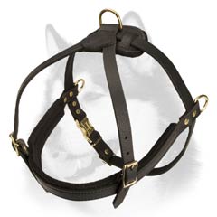 Pulling Husky leather harness