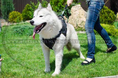 Pulling dog harness for Husky with soft chest plate