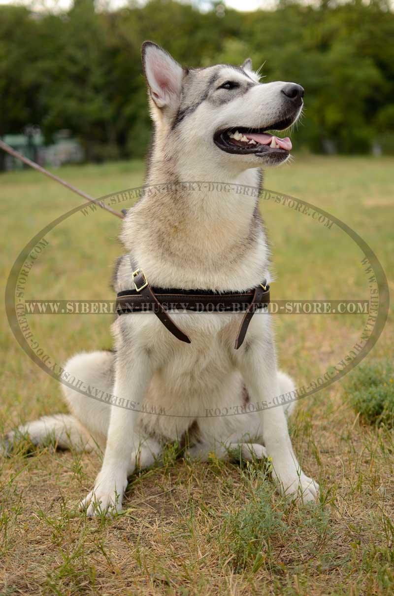 2 Ply Designer Dog Collar for Siberian Husky Breed [C79##1025 Flames  Leather Collar] : Siberian Husky harness,Siberian Husky muzzle,Siberian  Husky collar,dog leash,leads,tracking dog harnesses, Slip collars,fur saver  collars,leather collars,dog muzzles