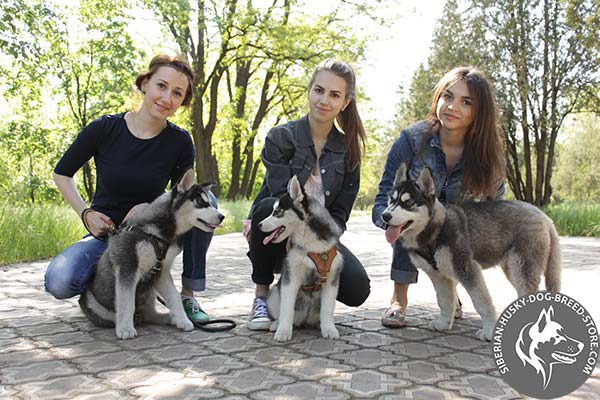 Siberian Husky harness in 3 colors