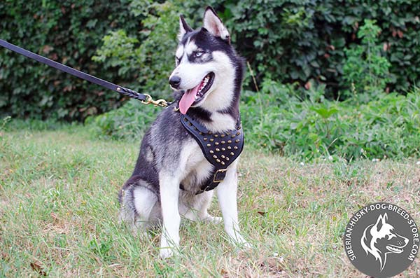 Siberian Husky harness with brass spikes