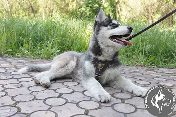 Decorated Siberian Husky harness