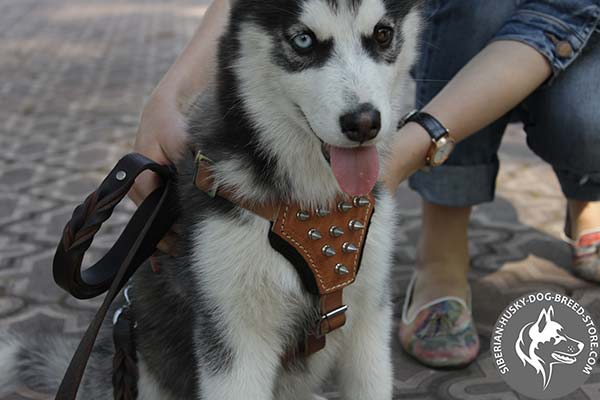 Siberian Husky harness with felt padded chest