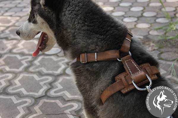 Siberian Husky harness with non-breaking hardware