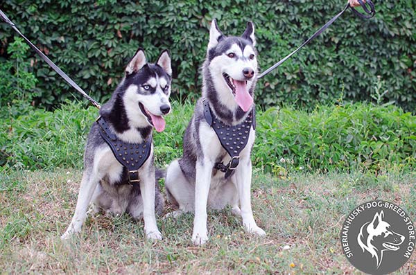 Premium quality Siberian Husky genuine leather harness